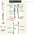 Anatomie: Overzicht osteologie Radius / Ulna