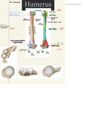  Anatomie: Overzicht osteologie Humerus