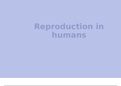 Life sciences Gr12 IEB&colon; Reproduction in humans