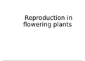 Life sciences Gr12 IEB&colon; Reproduction in flowering plants