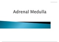 Adrenal medulla (animal phsiology, endocrinology) B.S zoology