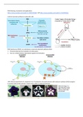 Non-coding RNAs, miRNA and lncRNA