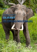 Het verhaal van de Afrikaanse olifant 
