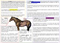 Schema spijsverteringsfysiologie paard