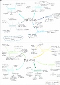 Mitosis & Meiosis Process