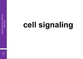 Cell signalling 
