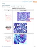 BIO 202 Week 5 Anatomy of the Urinary System Lab Report