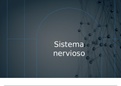 Sistema nerviso