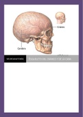 Resumen  Neuroanatomia - Huesos del Craneo