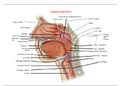 anatomie générale appareil respiratoire