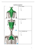 overzicht alle te kennen spieren anatomie