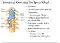10. Spinal Cord.