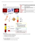 Haematopoiesis and introduction to blood cells