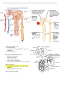Renal Failure