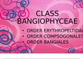 class bangiophyceae