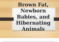Brown Fat, Newborn Babies, and Hibernating Animals
