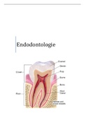 Uitgebreide samenvatting Endodontologie - prof Pedano