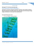 Protist 