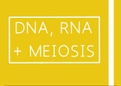 IEB - DNA, RNA and Meiosis Class Notes