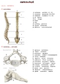 Osteologie: practicum uitwerking