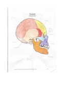 Class notes Human Anatomy (Bio-047) : Axial Skeleton