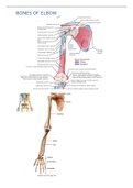 Detailed elbow & forearm anatomy