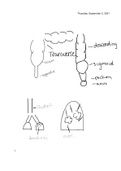 Respiratory and Digestive system diagram(BIOL 2401/2402)