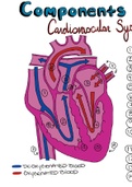 Components of the cardiovascular system 