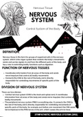 Nervous system 