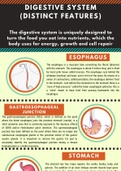 the digestive system and digestive process