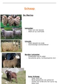Rassenleer: samenvatting schapen en geiten    