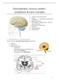Samenvatting diencephalon, hersenstam, cerebellum, nervi cervicales