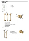Anatomie knie NEXT 2 / module 2 THIM