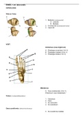 Samenvatting anatomie enkel en voet NEXT 2/module 2 THIM