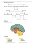 The Nervous system (Week 1) Psychology Bsc