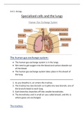 summary Unit 1 biology- 'specialised cells and the lungs'