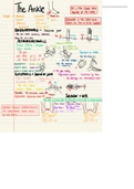 Kinesiology notes on the ankle joint
