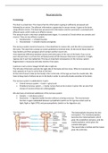Neuroanatomy not clear? Try these full notes (in English)