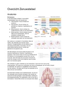 NZA (Neurologie, Zintuigen En Anesthesiologie) Overzicht Fysiologie Zenuwstelsel