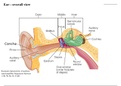 Audition - Anatomy and auditory transduction psyc4120 notes