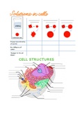 A&P 1 review sheet - cells and tissues 