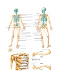 A&P 1 Lab - appendicular skeleton 