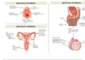 sistema reproductor femenino y masculino: partes y funciones