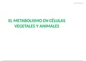 Metabolismo celular, plantas y animales.