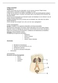 Anatomie en fysiologie: tractus urinarius