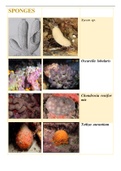 Latin dictionary for Marine Invertebrates (PICTURES)