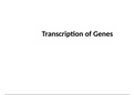 Notes for the Transcription of Genes