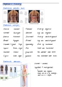 Samenvatting  Anatomie, Inleiding en huid ( H.Hoekstra) BMW