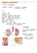Samenvatting  Anatomie, Urinaire systeem ( H.Hoekstra) BMW