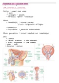 Samenvatting  Anatomie, Genitale stelsel ( H.Hoekstra) BMW